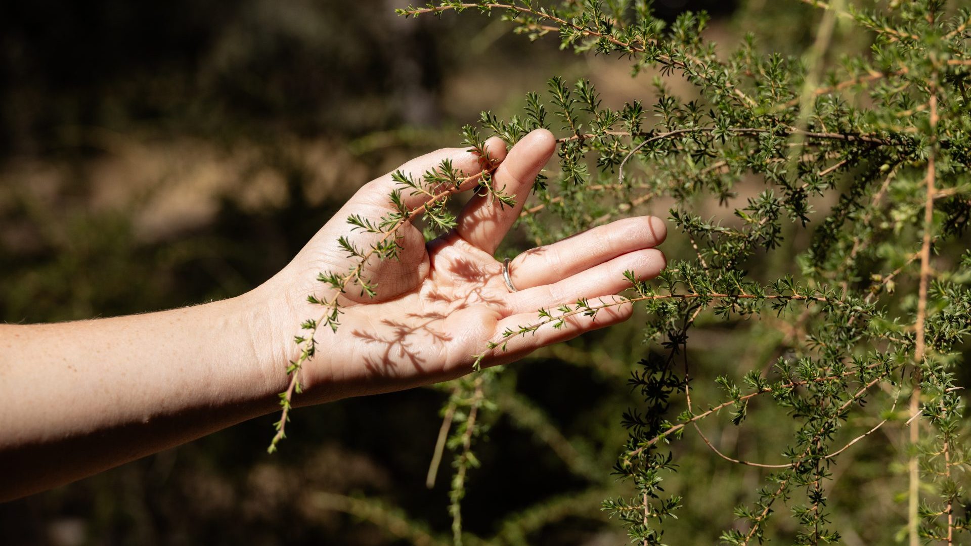 An outstretched hand holding a traditional plant.