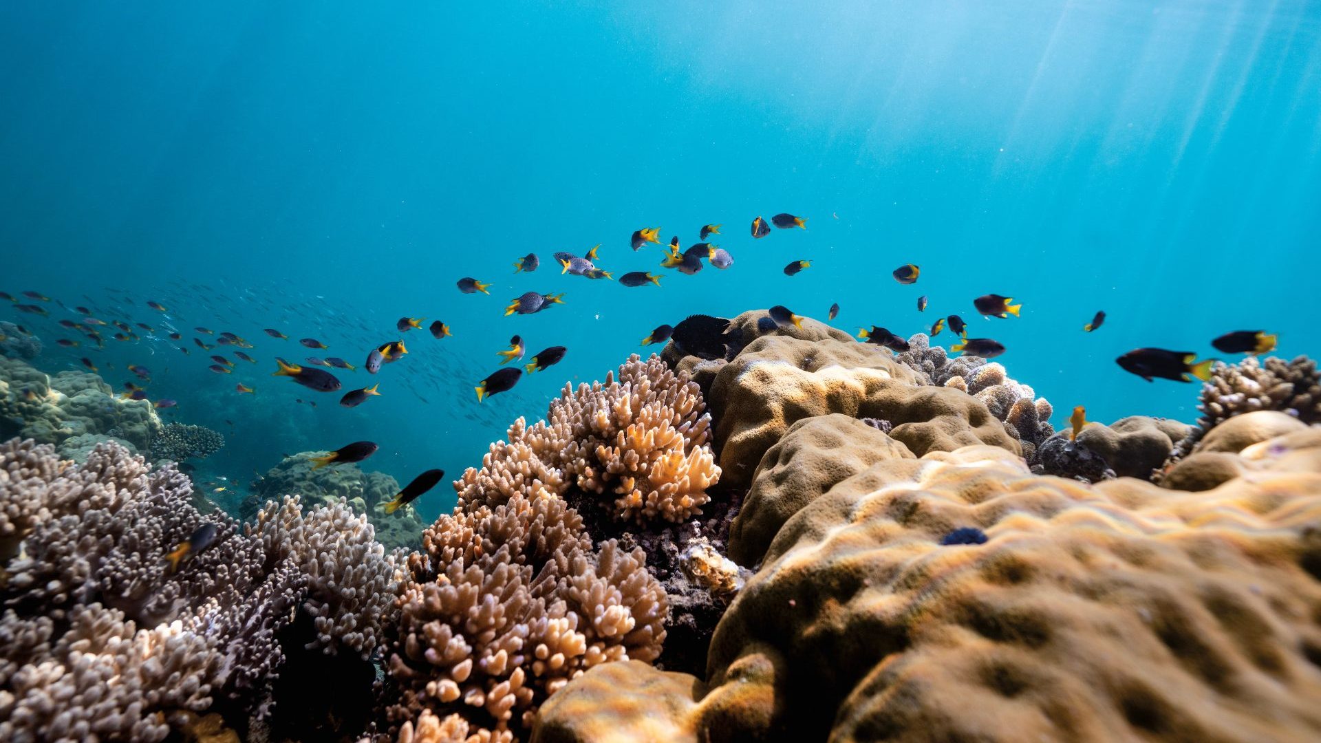 Fish dart over tan and purple rock reef