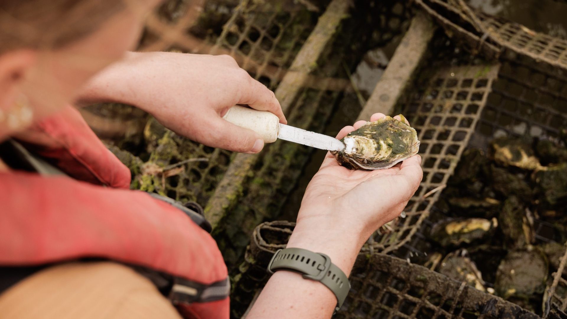 A close-up of someone shucking an oyster.