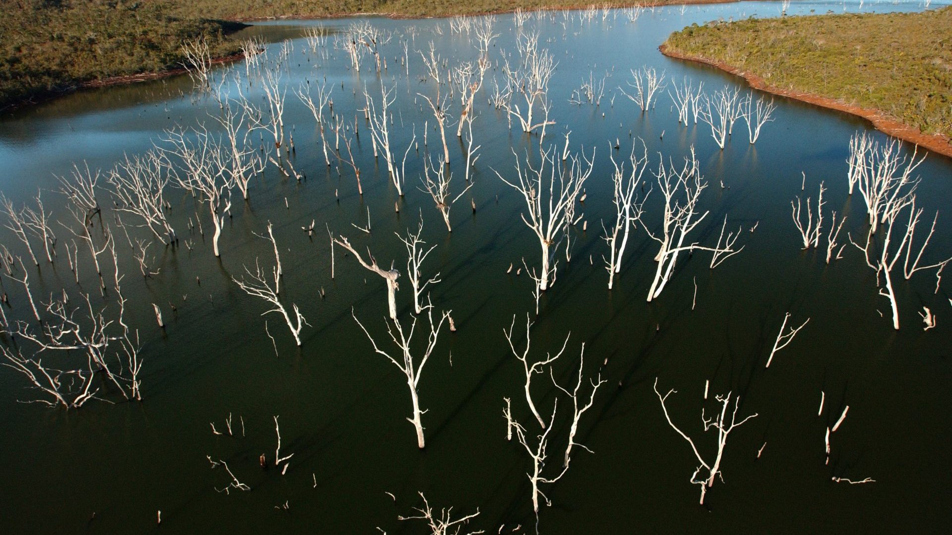 Skeleton trees rise up from navy blue river