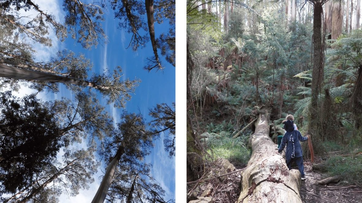 A forest in Victoria, Australia.