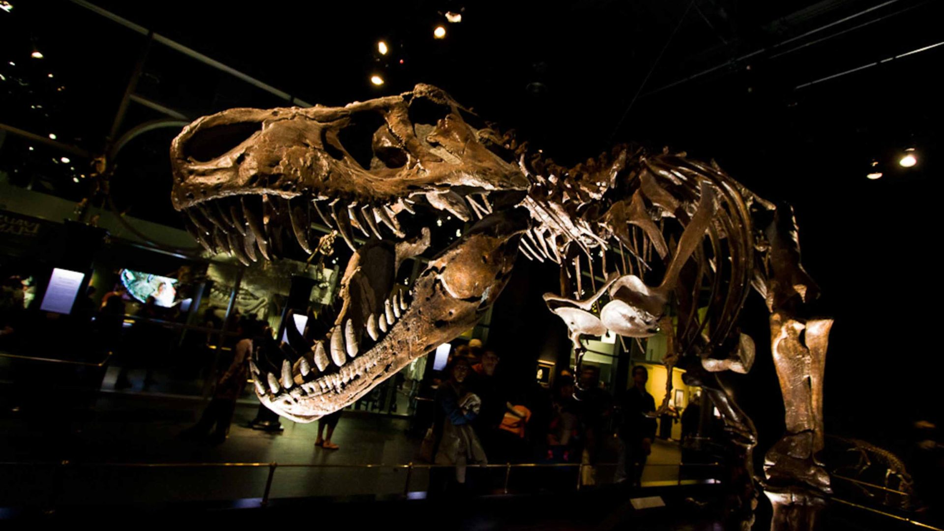 A dinosaur skeleton.