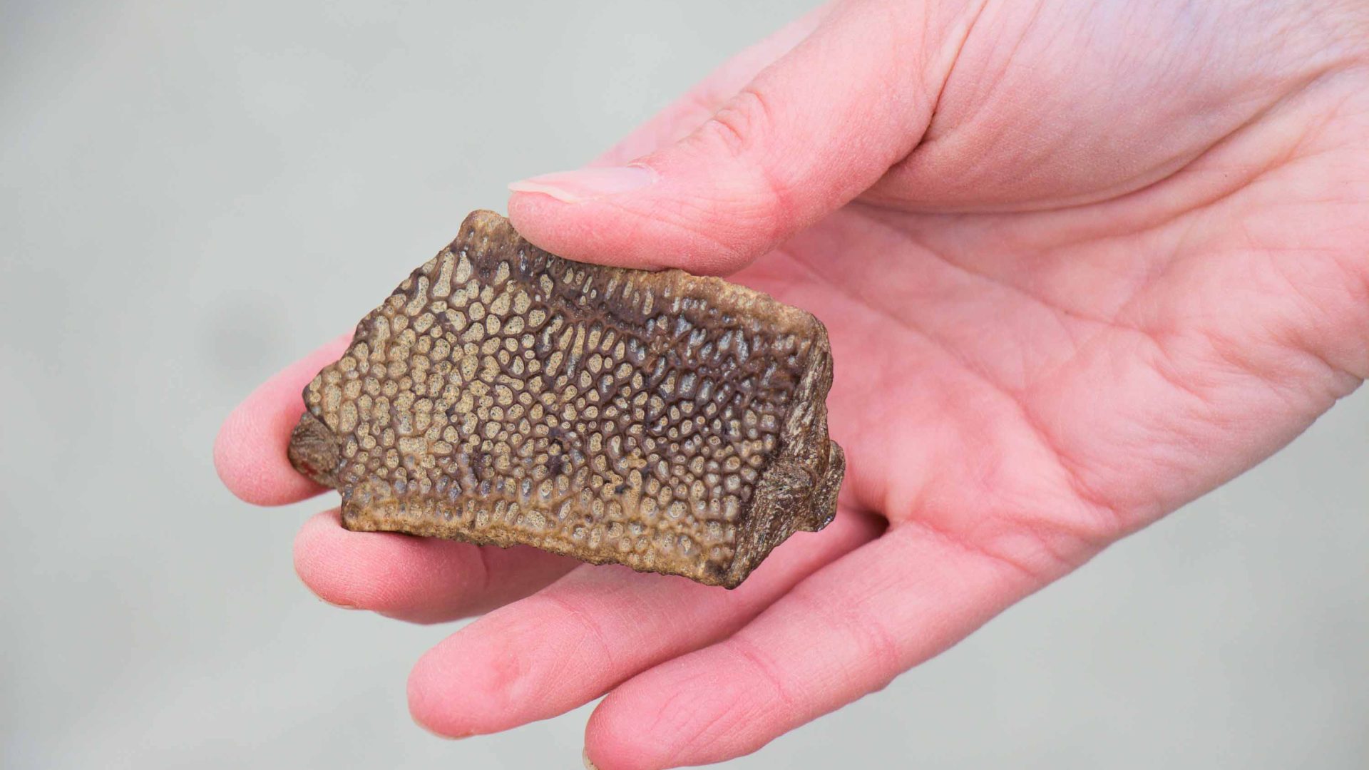 A hand holds a small fossil.
