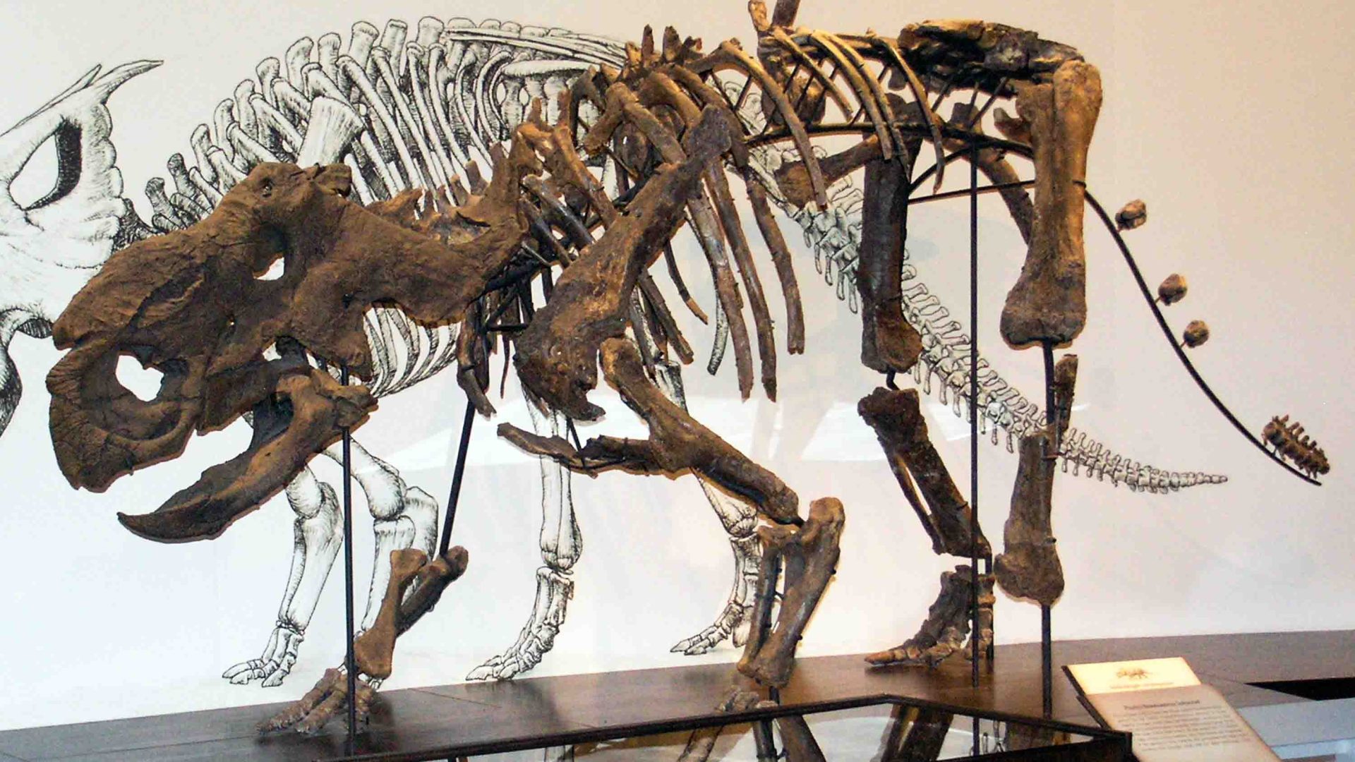 The skeleton of a dinosaur on display.