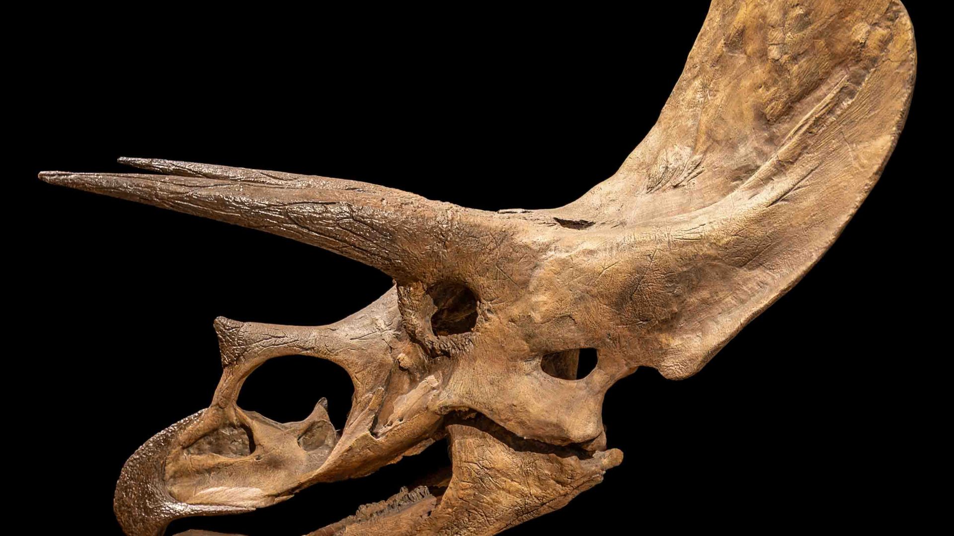 The skull of a dinosaur against a black backdrop.