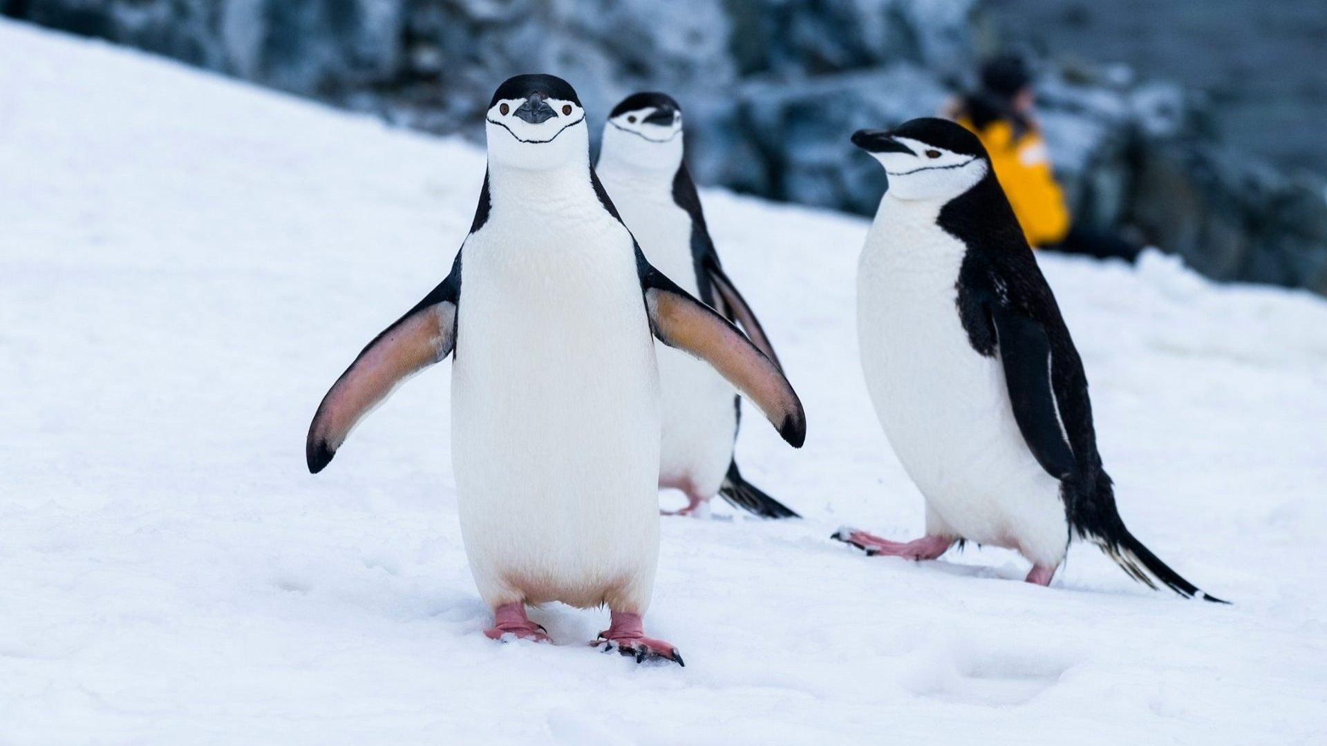 A close-up of three penguins waddling along the ice.
