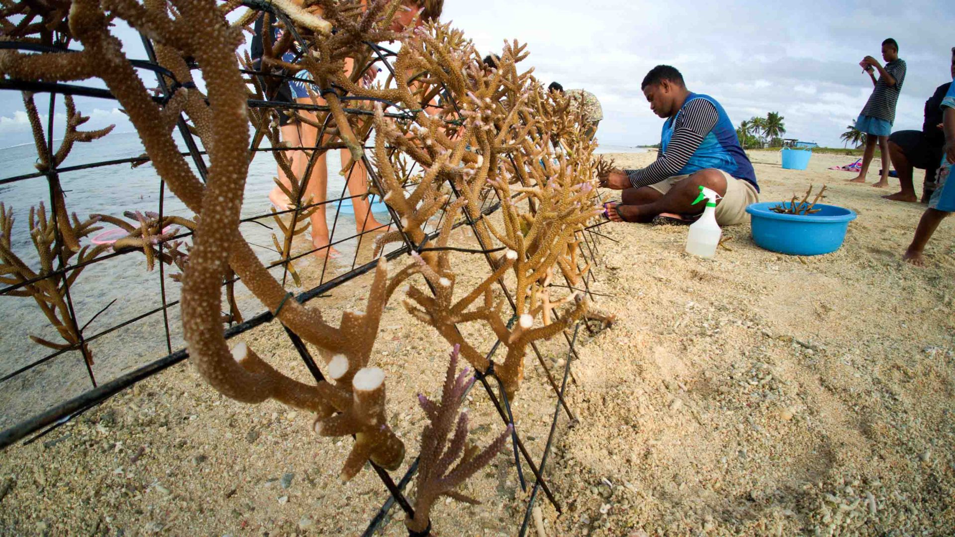 Coral is planted by a man onto a structure on a beach