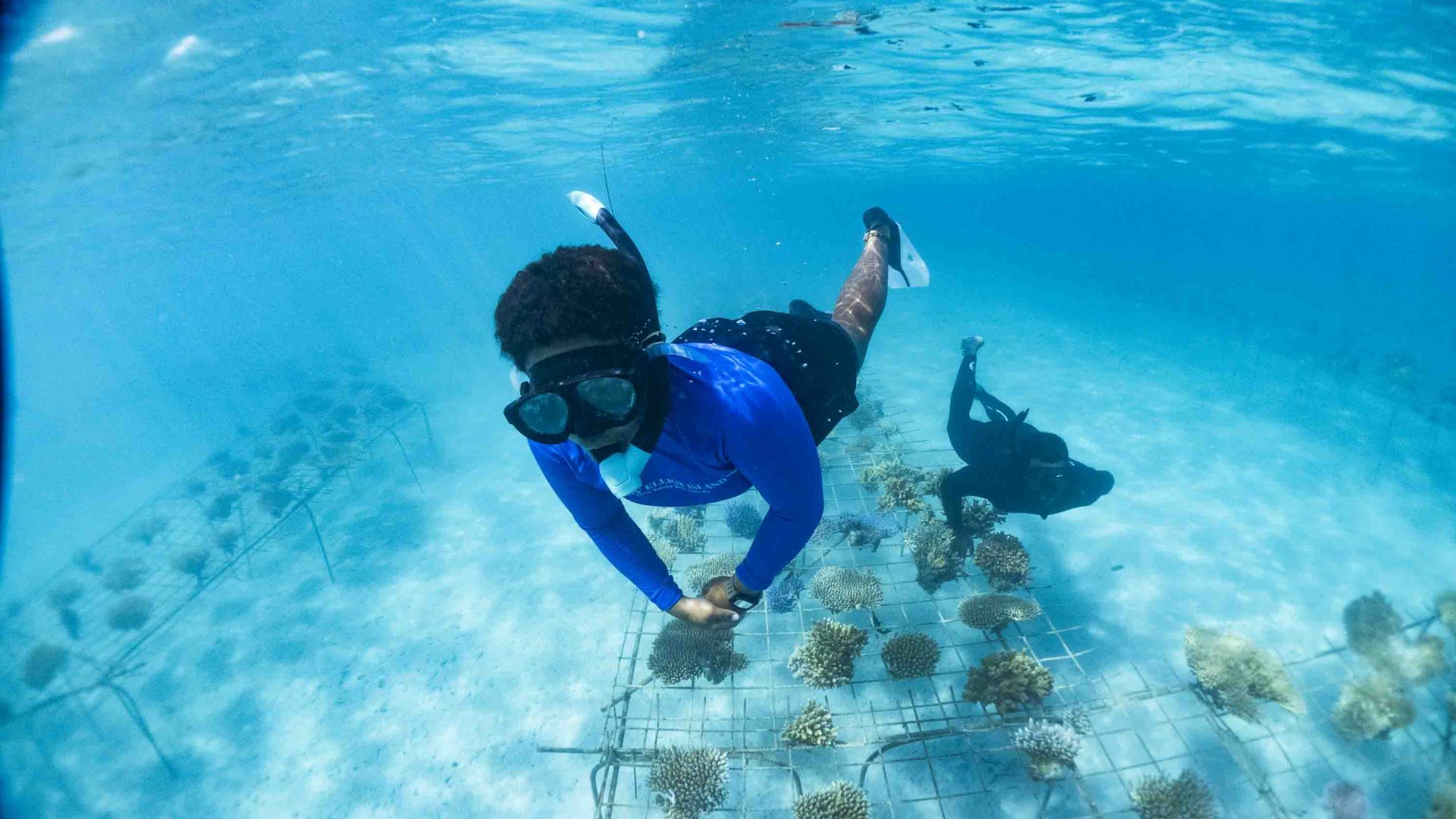 A snorkeler works on the structure that conserves the coral.