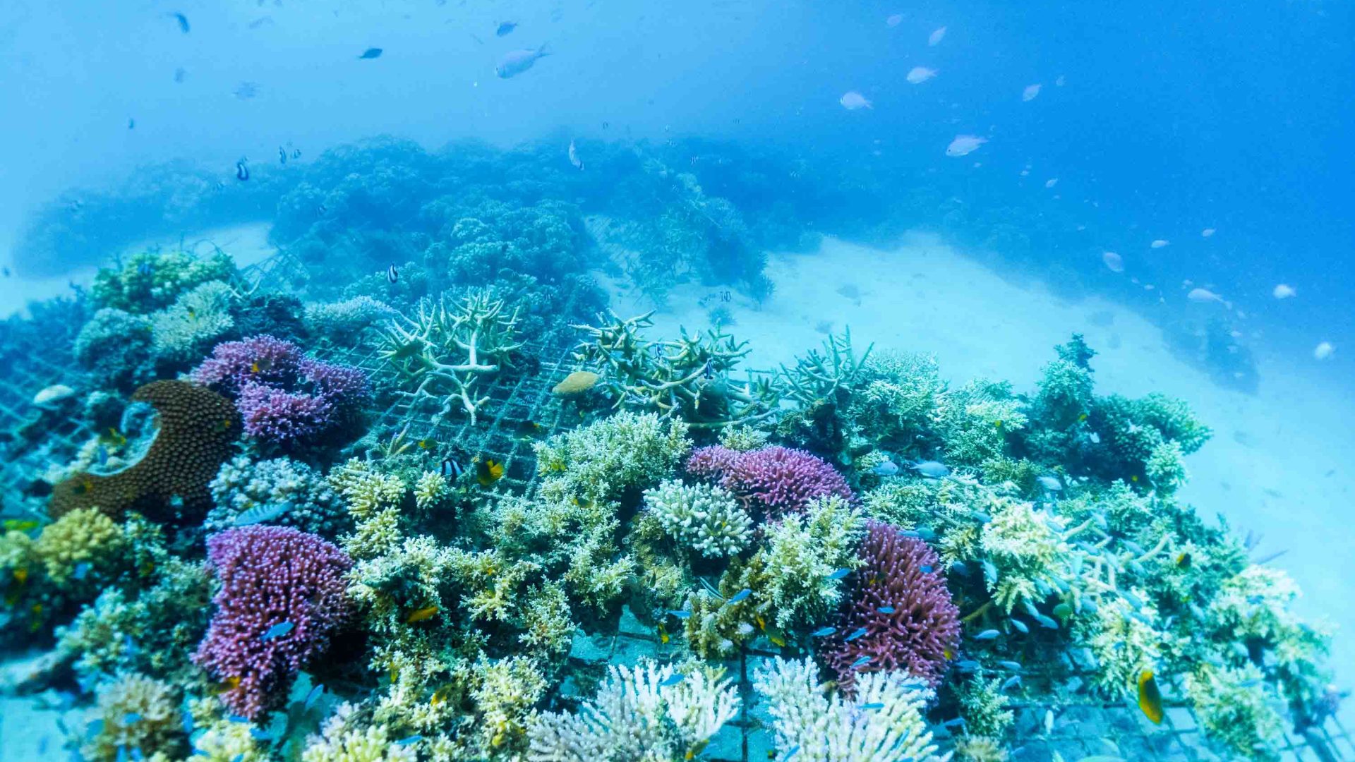 Coral in a range of colors grows.