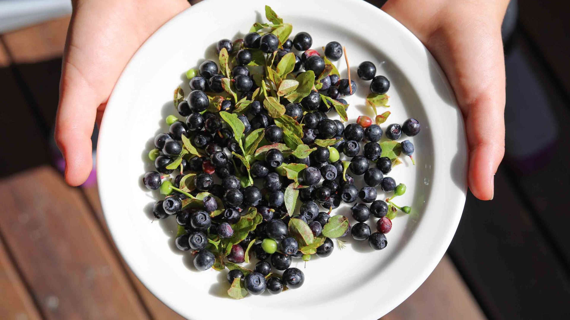 Two hands hold a plate of dark berries; f mustikka or wild bilberries