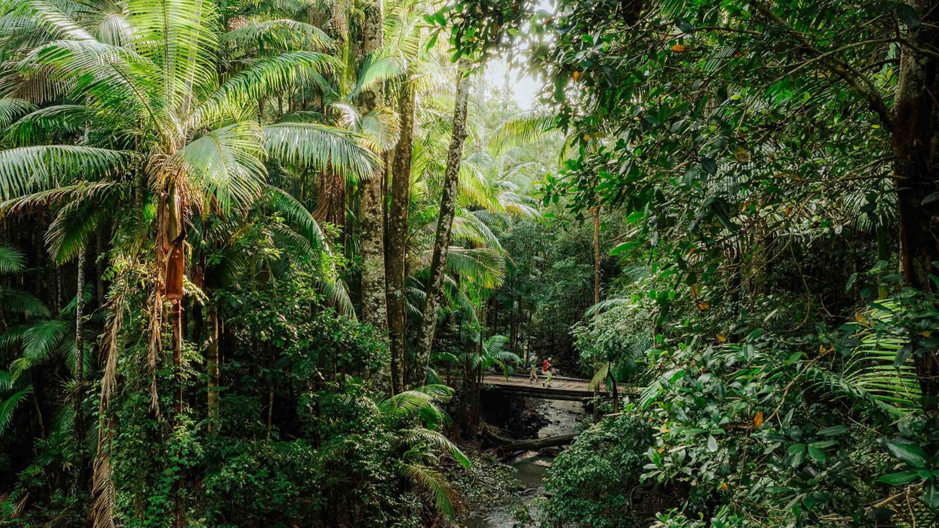 Rainforests and volcanoes: What’s it like to hike Australia’s new four-day 26-mile hiking trail?