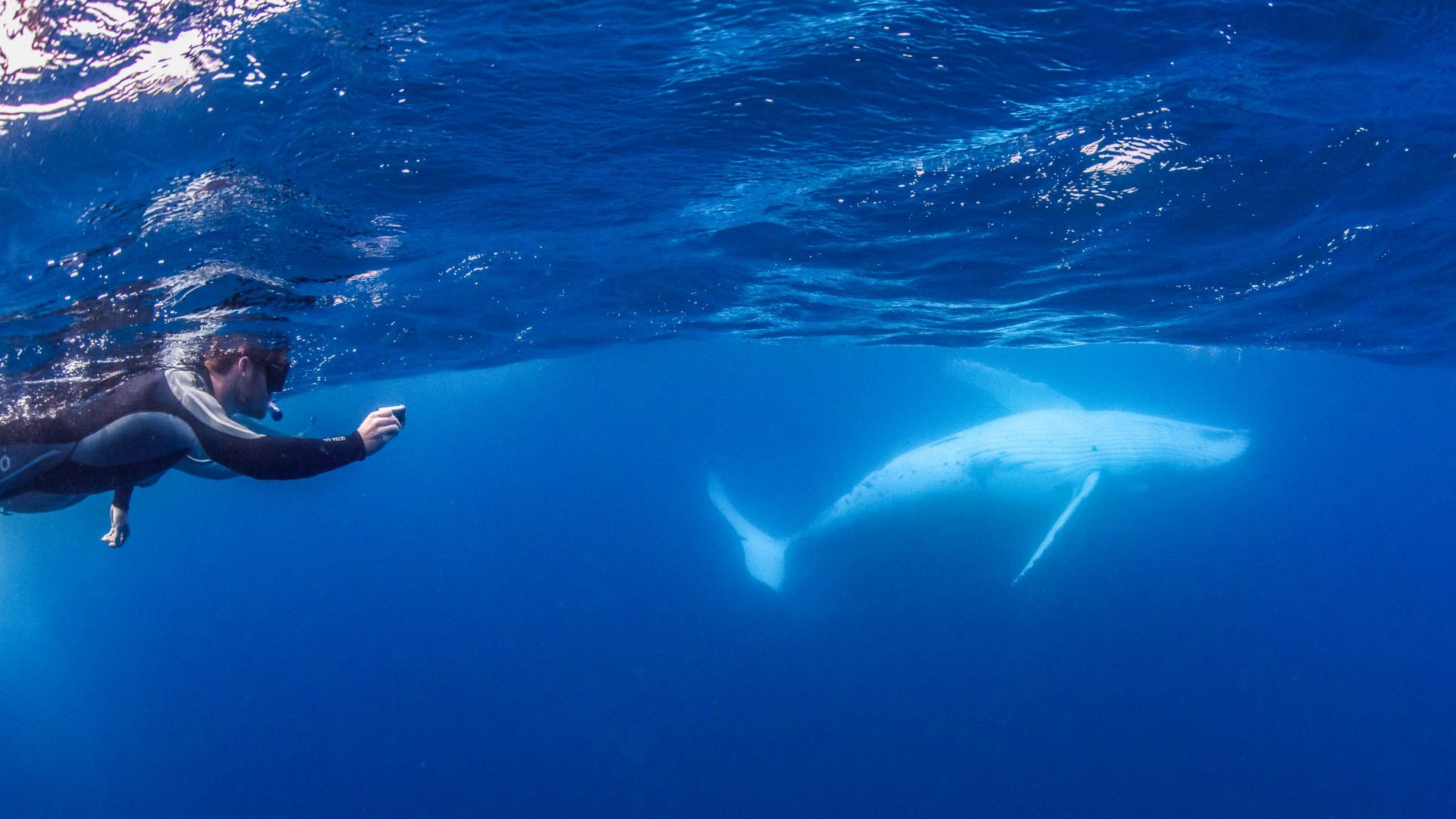 How can swimming with humpback whales help protect the ocean?
