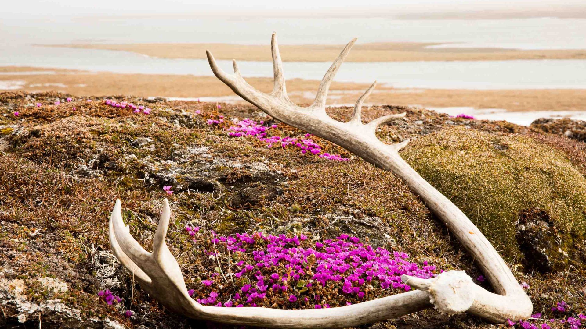 Caribou antlers with purple flowers growing alongside of them.