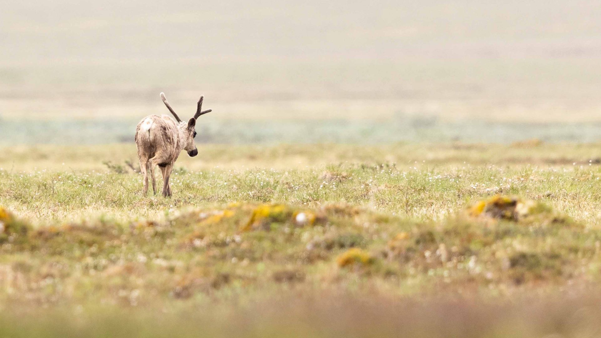 A caribou walks across the tundra.