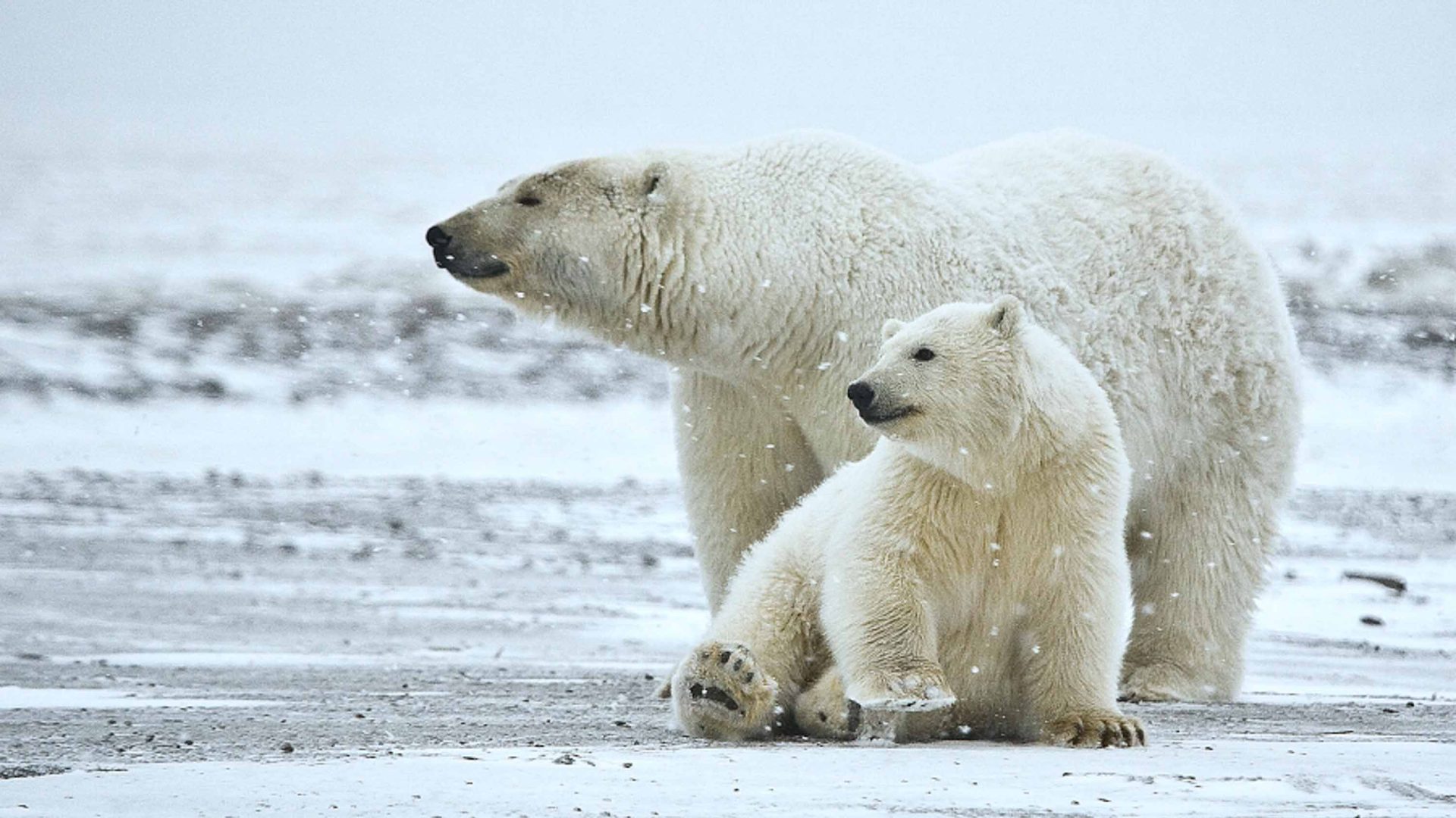A polar bear and her cub.