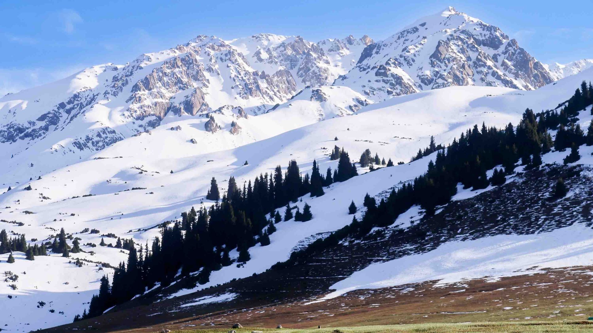 Snowy mountains lined with pine trees.
