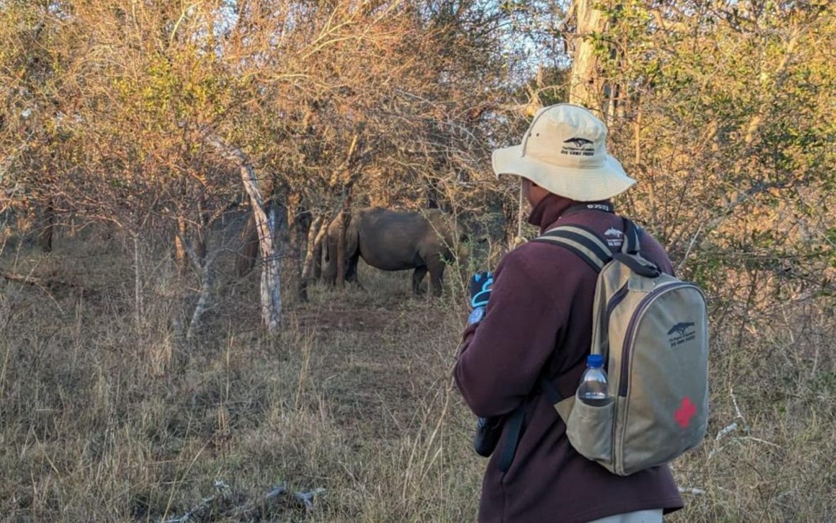 A guide in the forefront with a rucksack and hat on a walking safari with a rhino ahead of them in the forest
