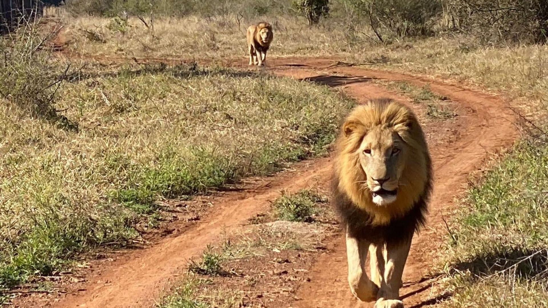 Two male lions, one in the foreground, each with a magnificent mane, walk towards the camera
