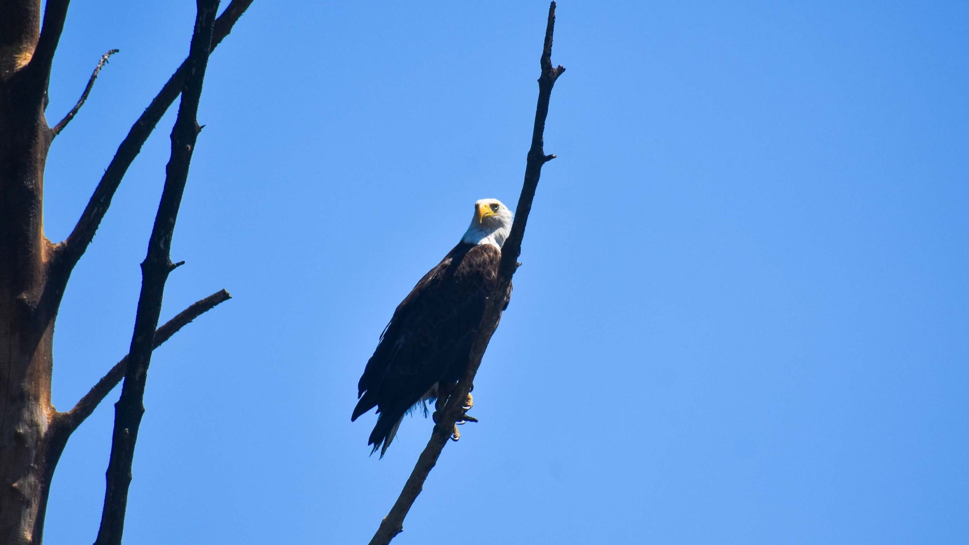 A bald eagle on a branch. It has a brown body and white head.