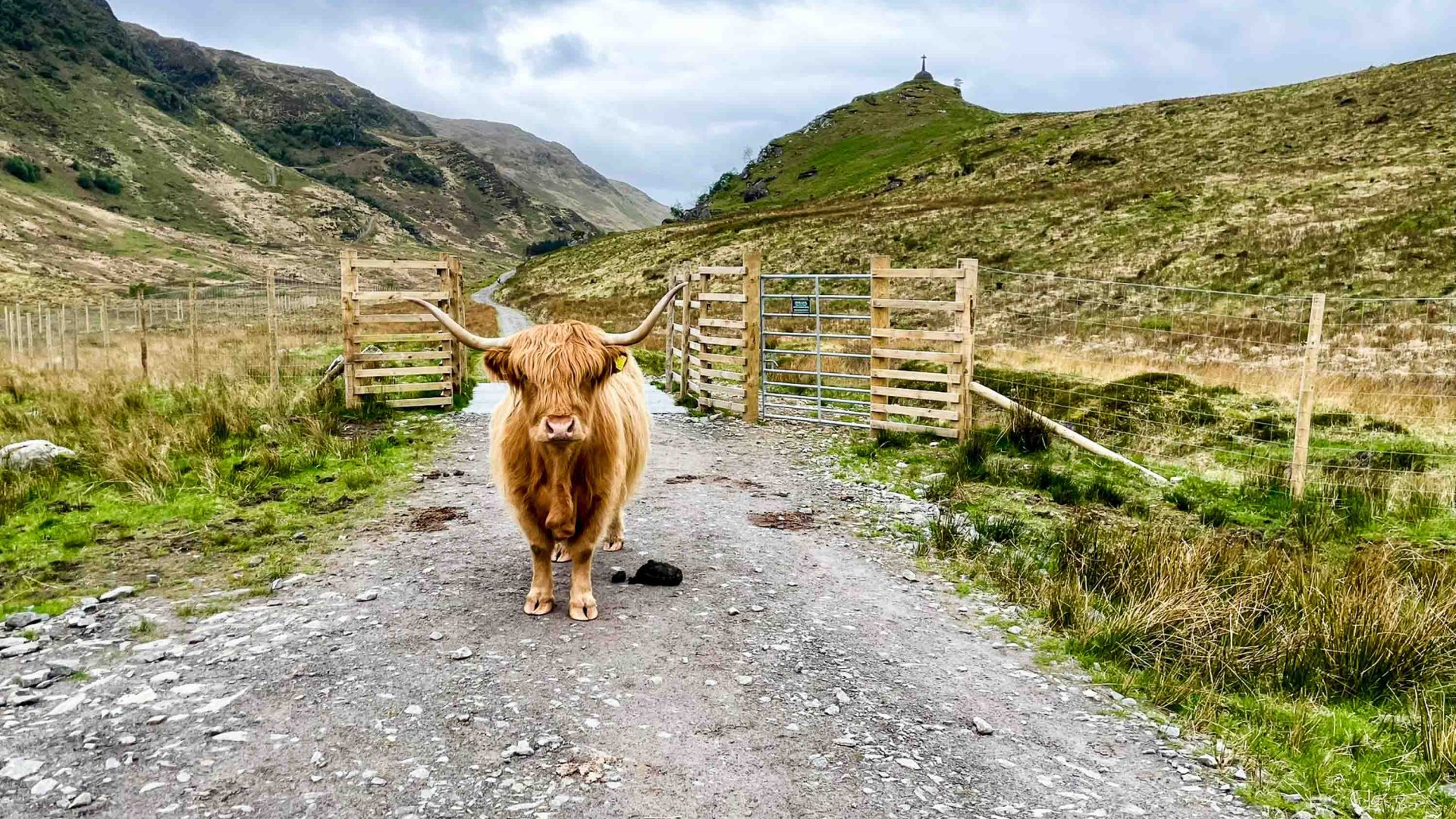 A cow on a path.