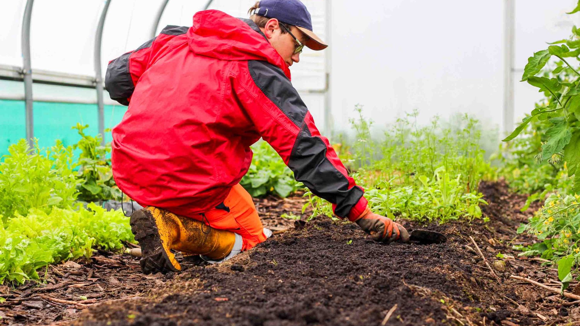 A man tends to vegetables while on his knees.