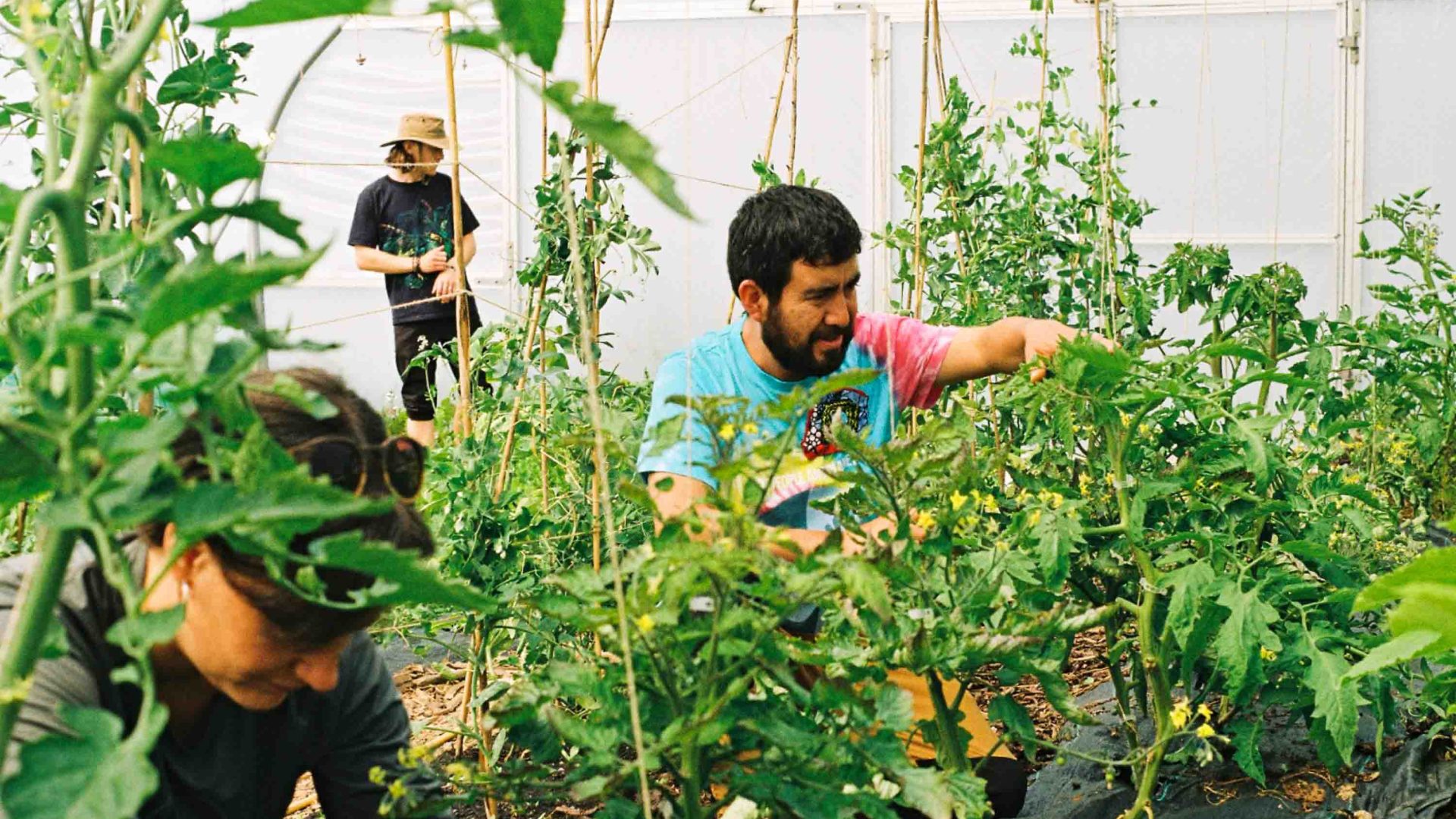A person works in a greenhouse.