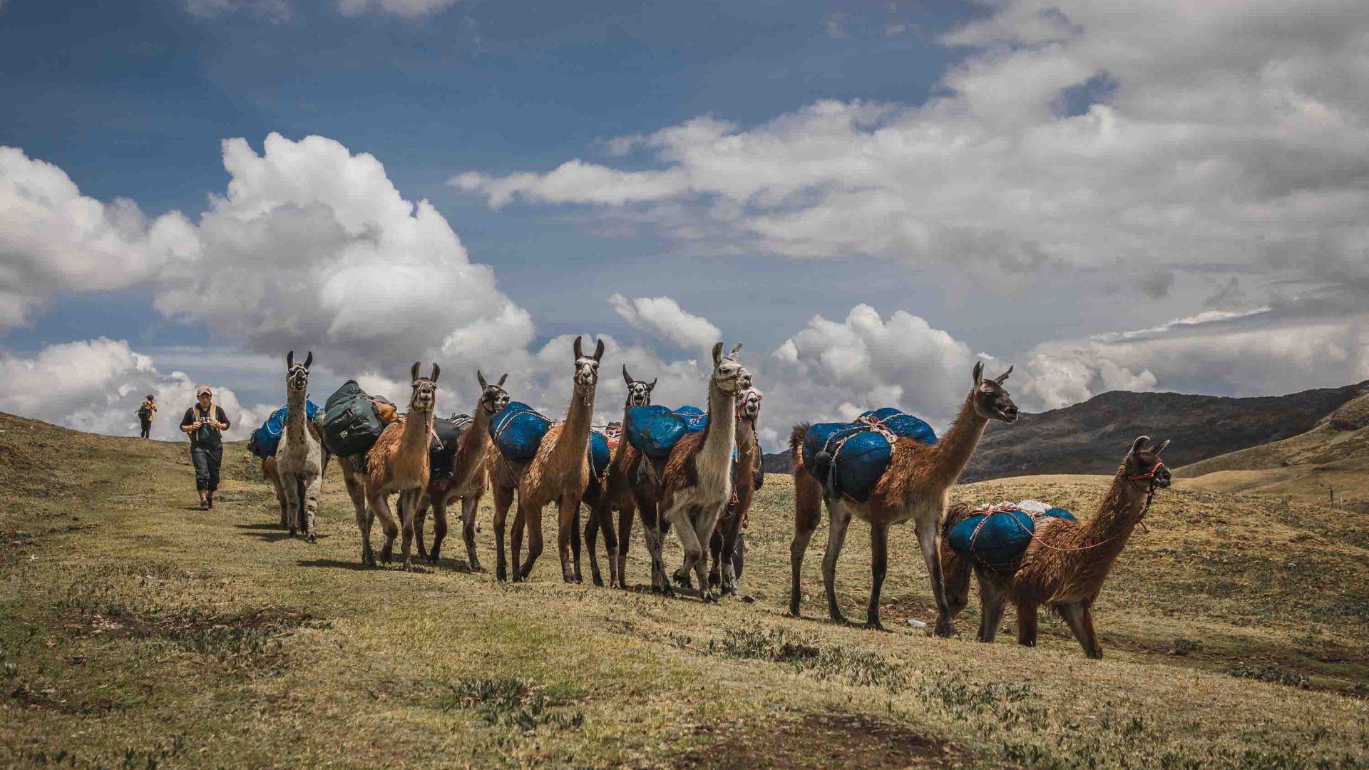 Llamas walk through barren terrain.