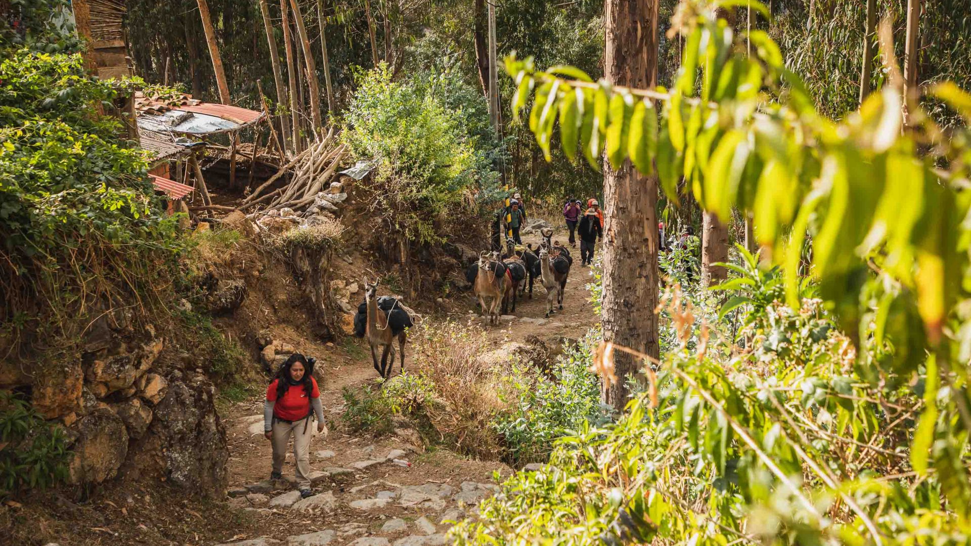People hike along a trail.
