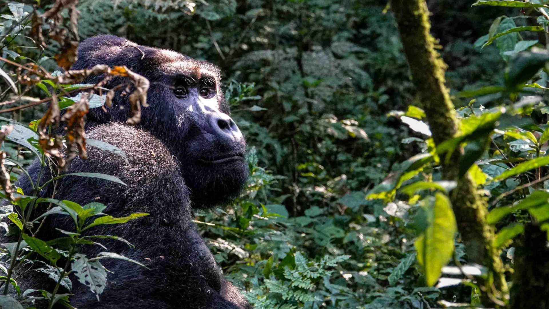 A black gorilla in the jungle.