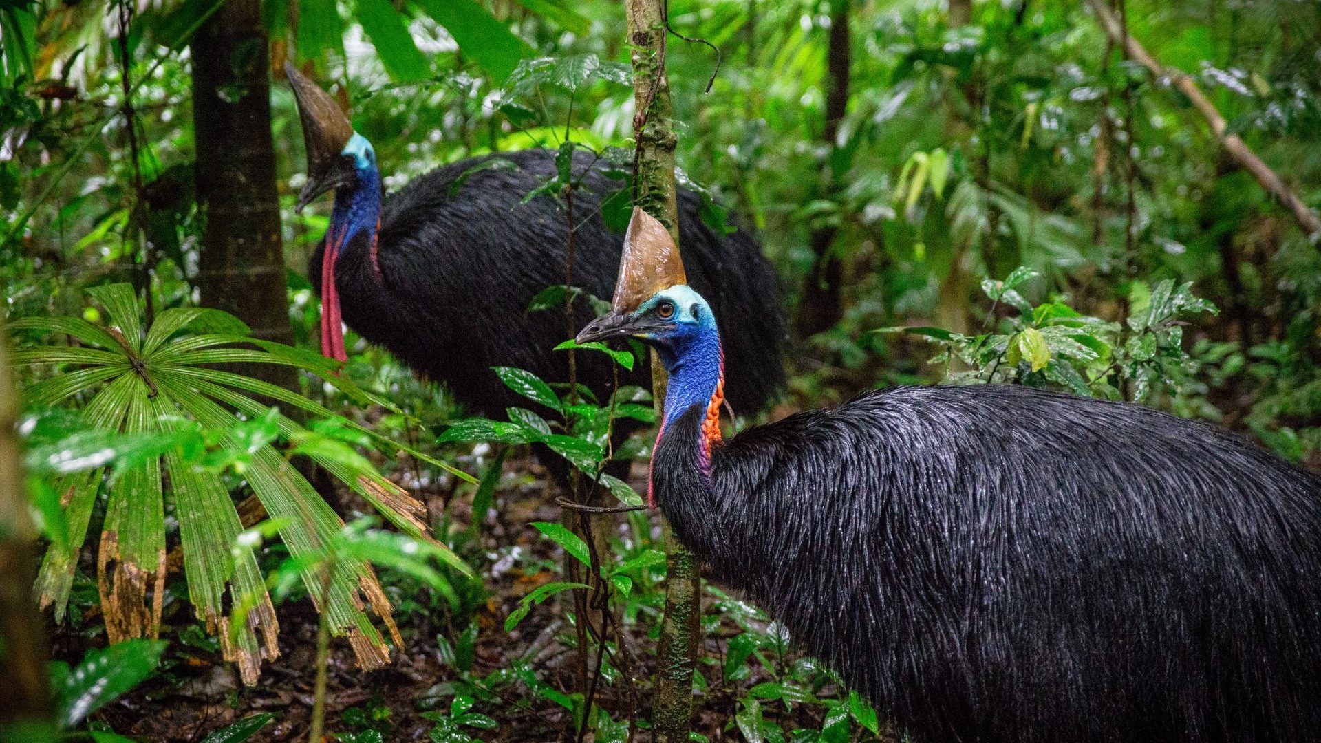 Meet the team trying to protect Australia’s ‘living dinosaur’, and the ancient rainforest it calls home