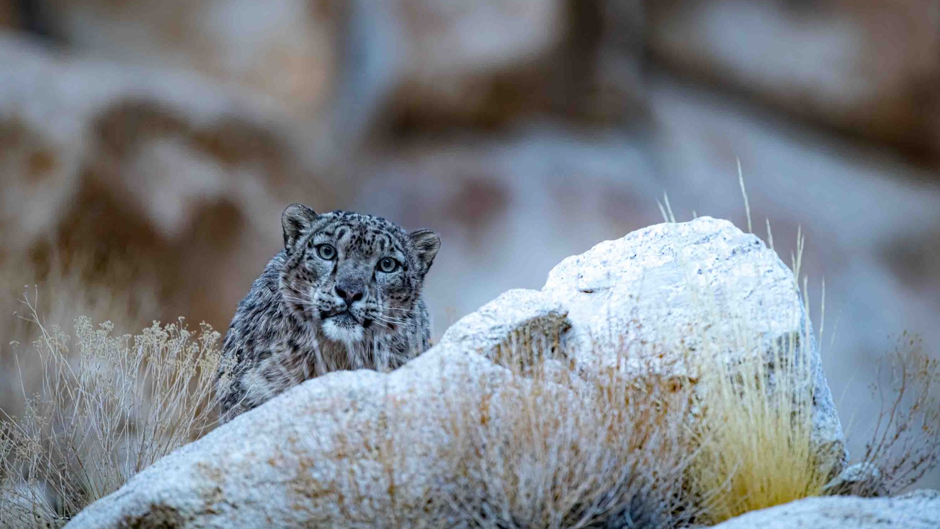 A snow leopard looks out from behind a rock.