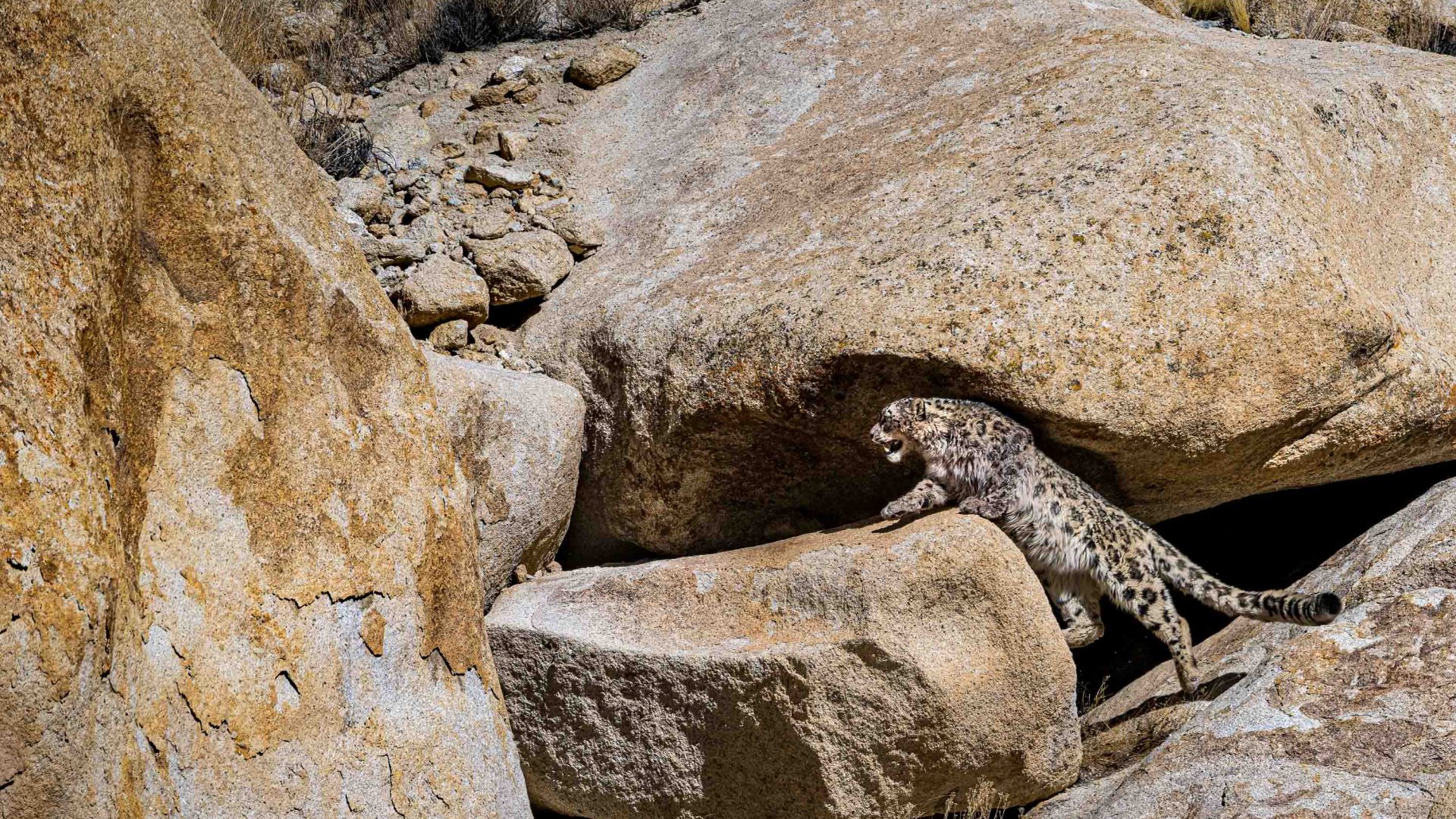 A snow leopard climbs some rocks.