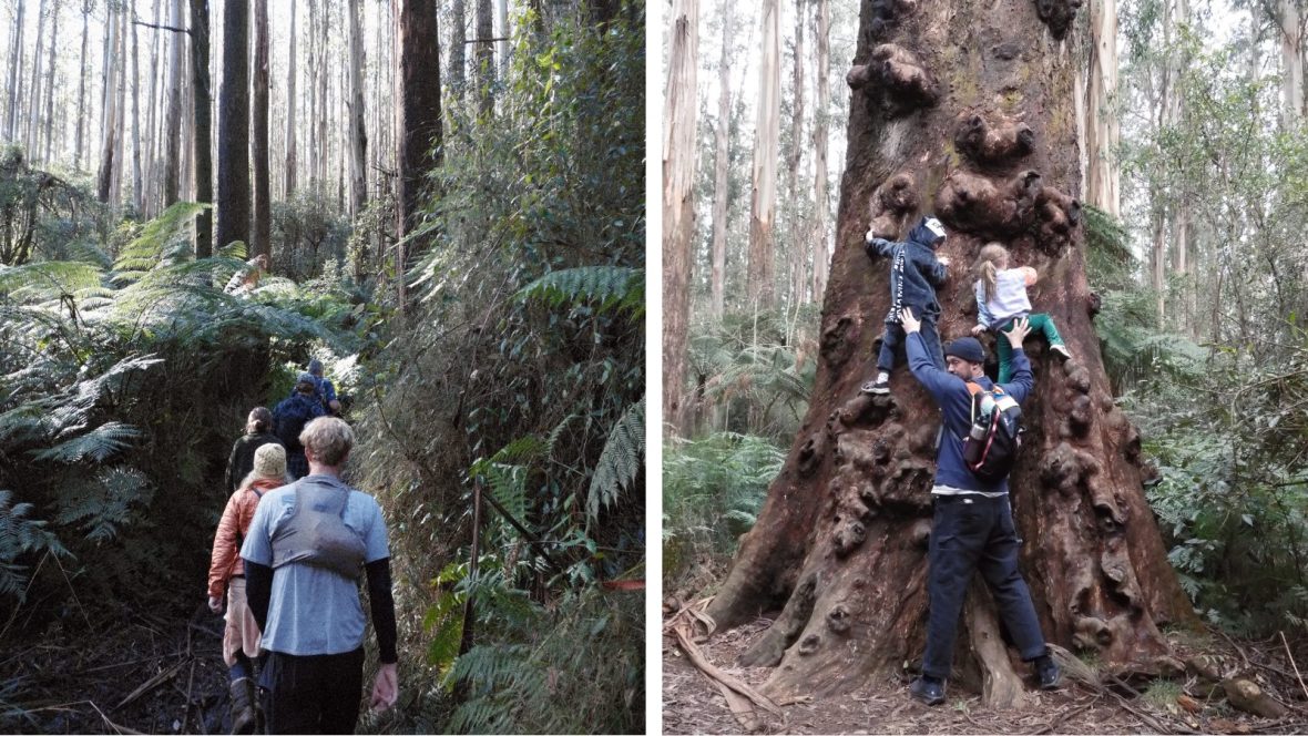 A forest in Victoria, Australia.