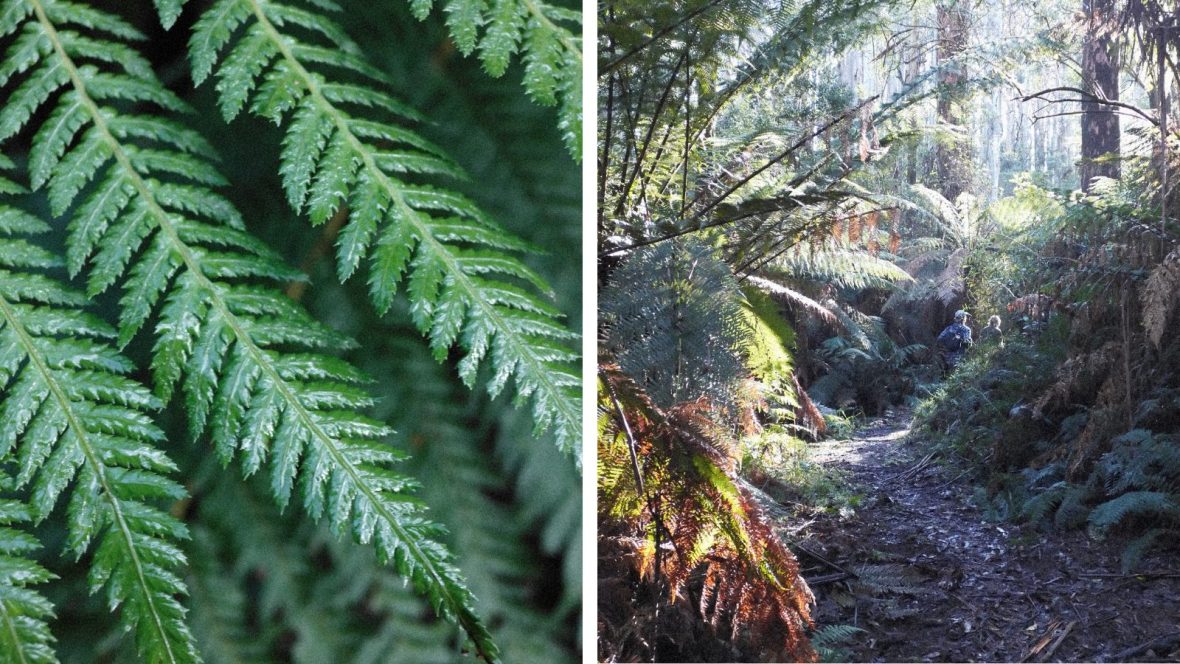 Foliage in the forest.