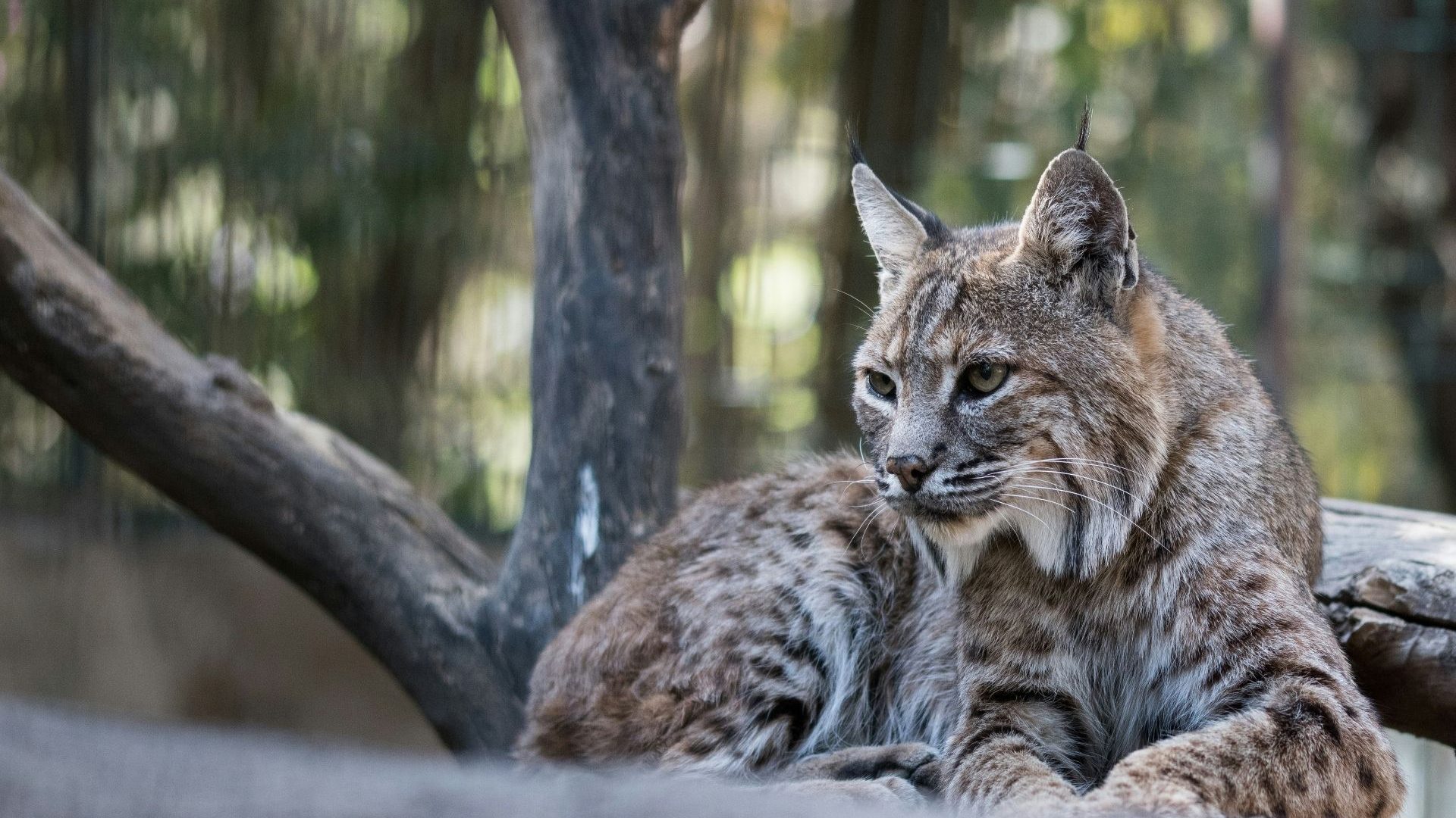 The missing lynx: Are big cats the solution European forests need?