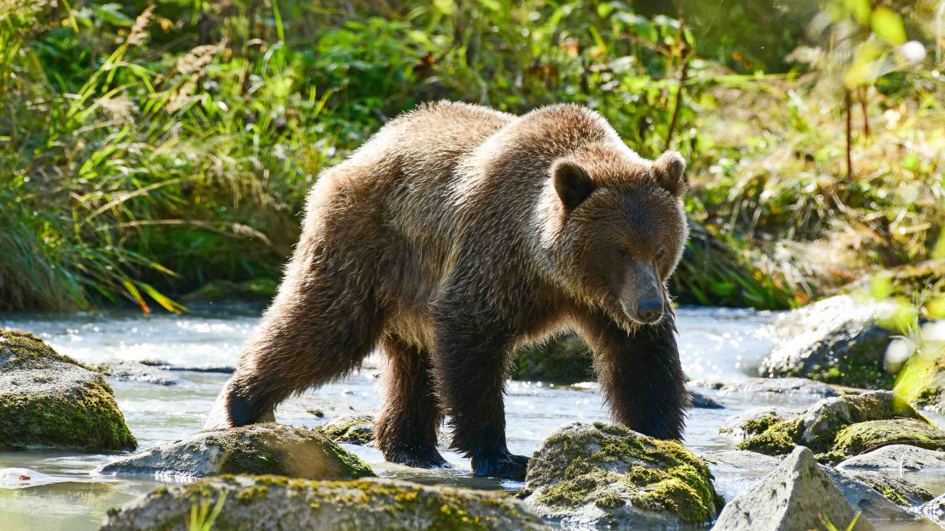 A grizzly bear walks through a river.